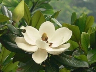 广玉兰