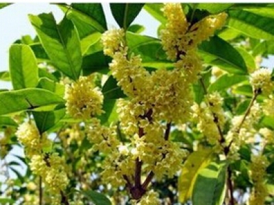 桂花