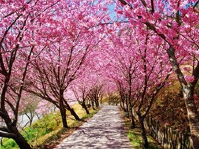 樱花