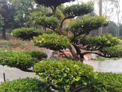瓜子黄杨