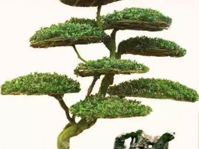 瓜子黄杨盆景